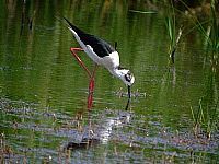 Guided visit to the Nature Reserve: Marjal Pego-Oliva